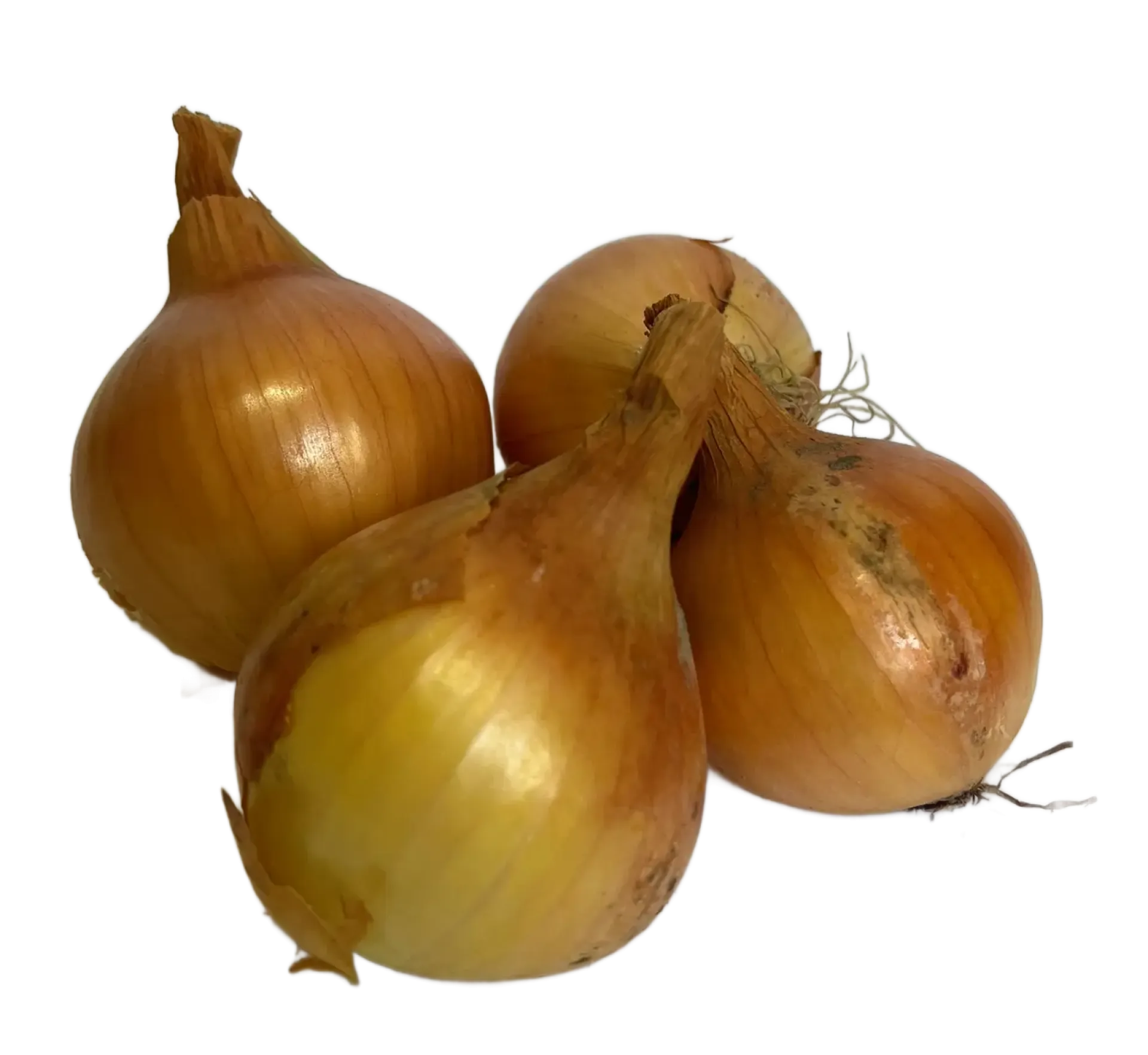 Cebula biała
