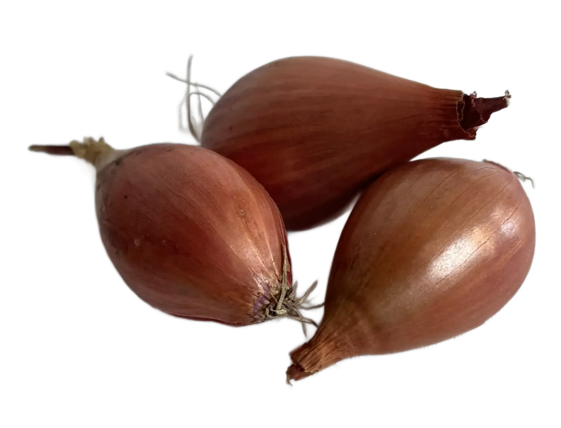Cebula szalotka