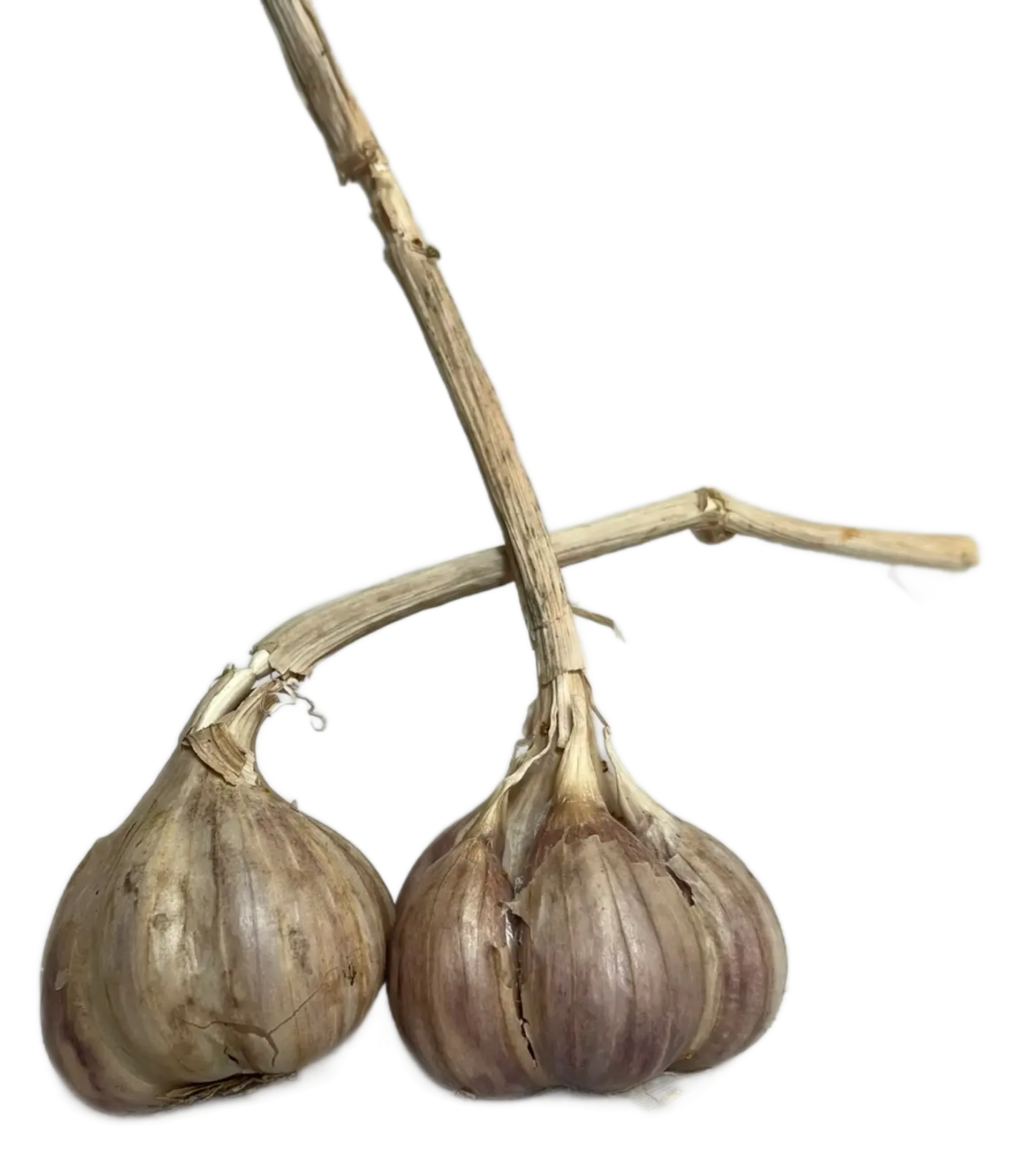 Czosnek
