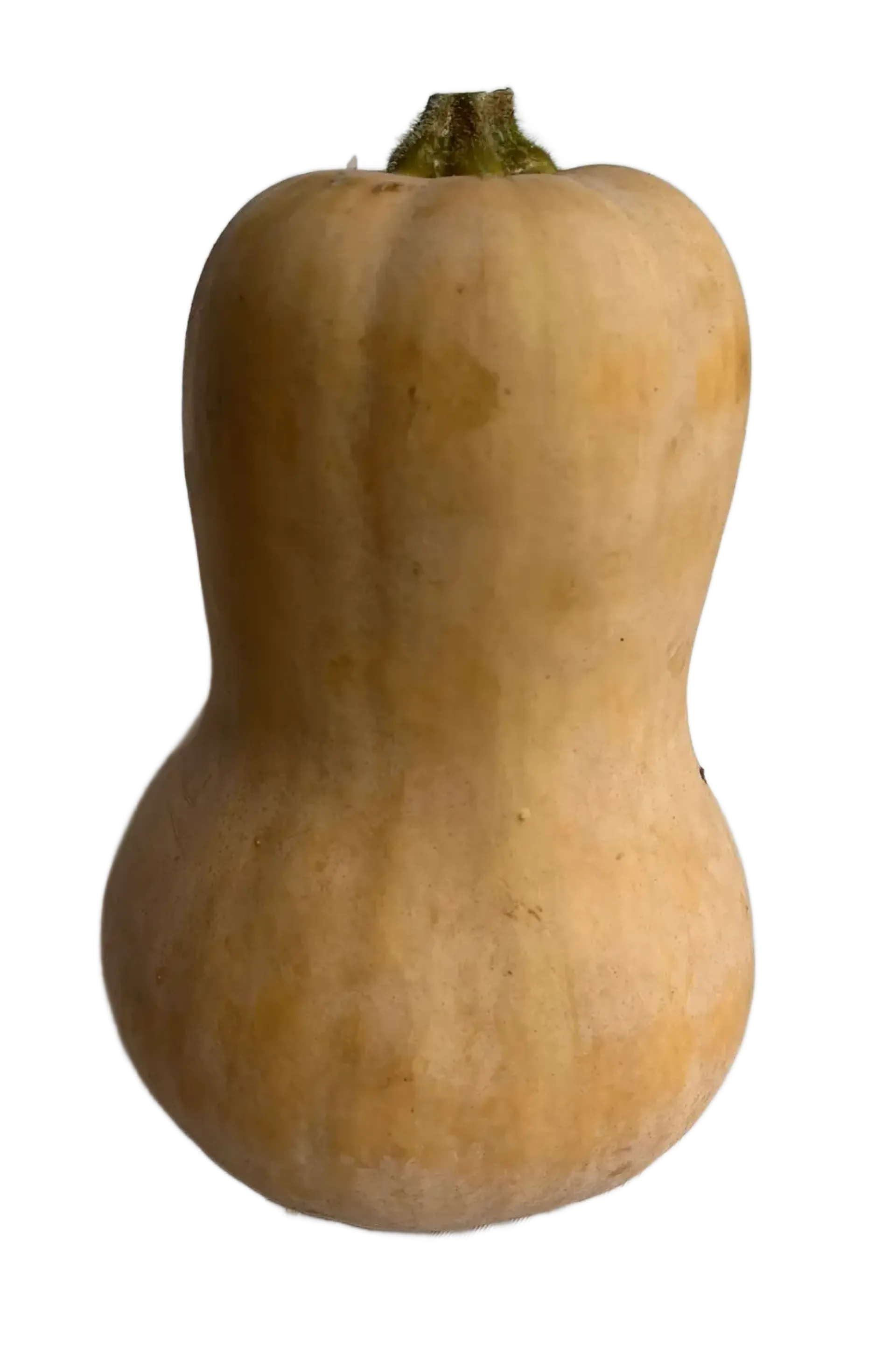 Dynia piżmowa