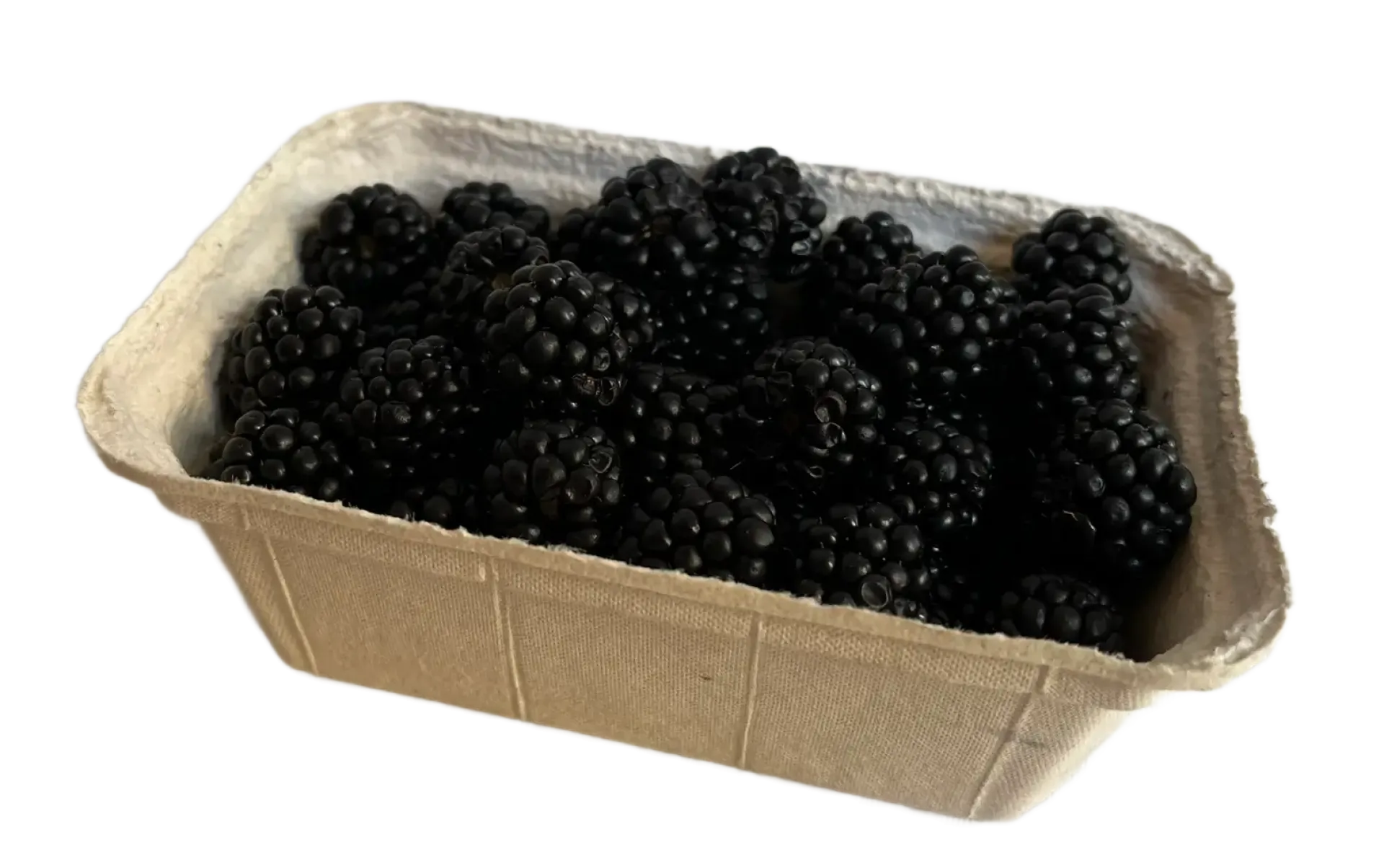Jeżyny