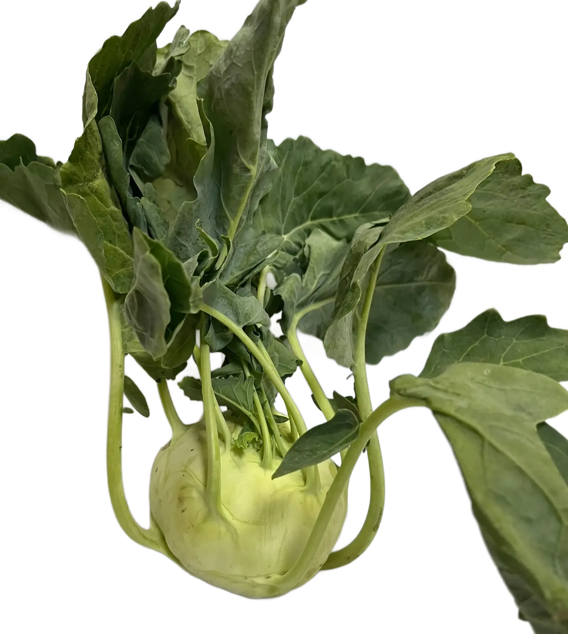 Kalarepa
