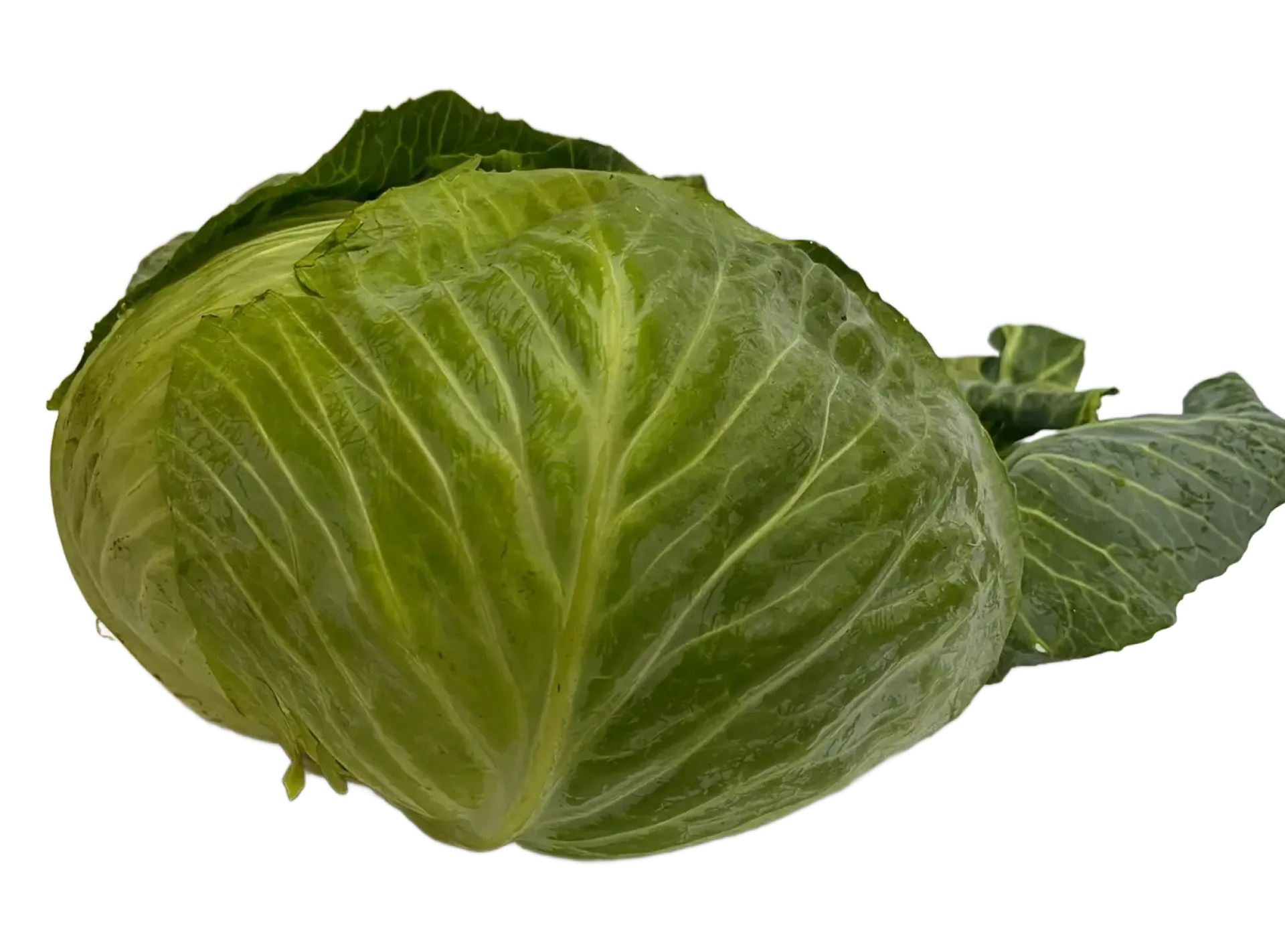 Kapusta biała