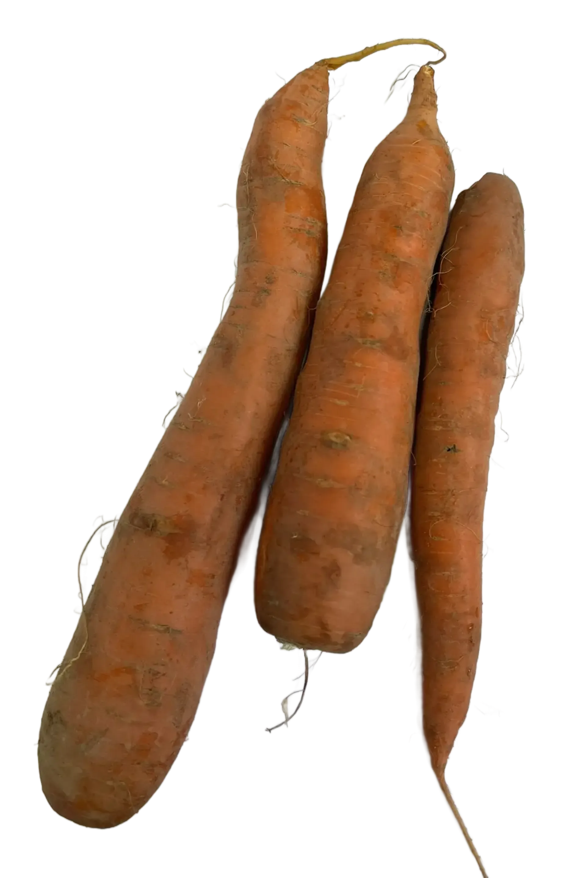 Marchew