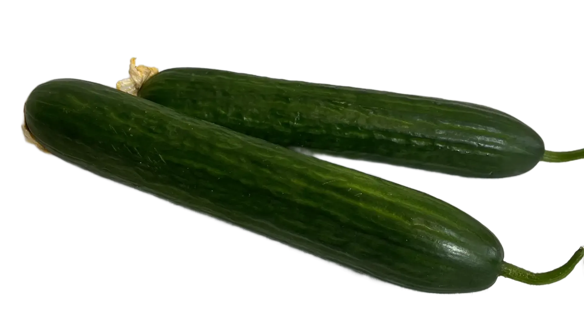 Ogórek długi