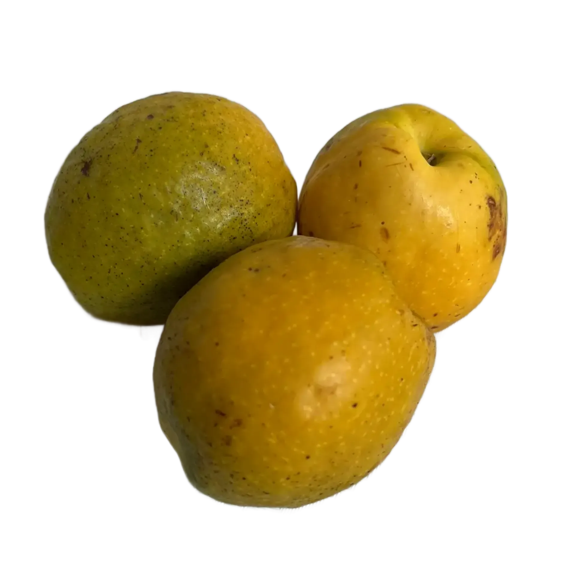 Pigwa