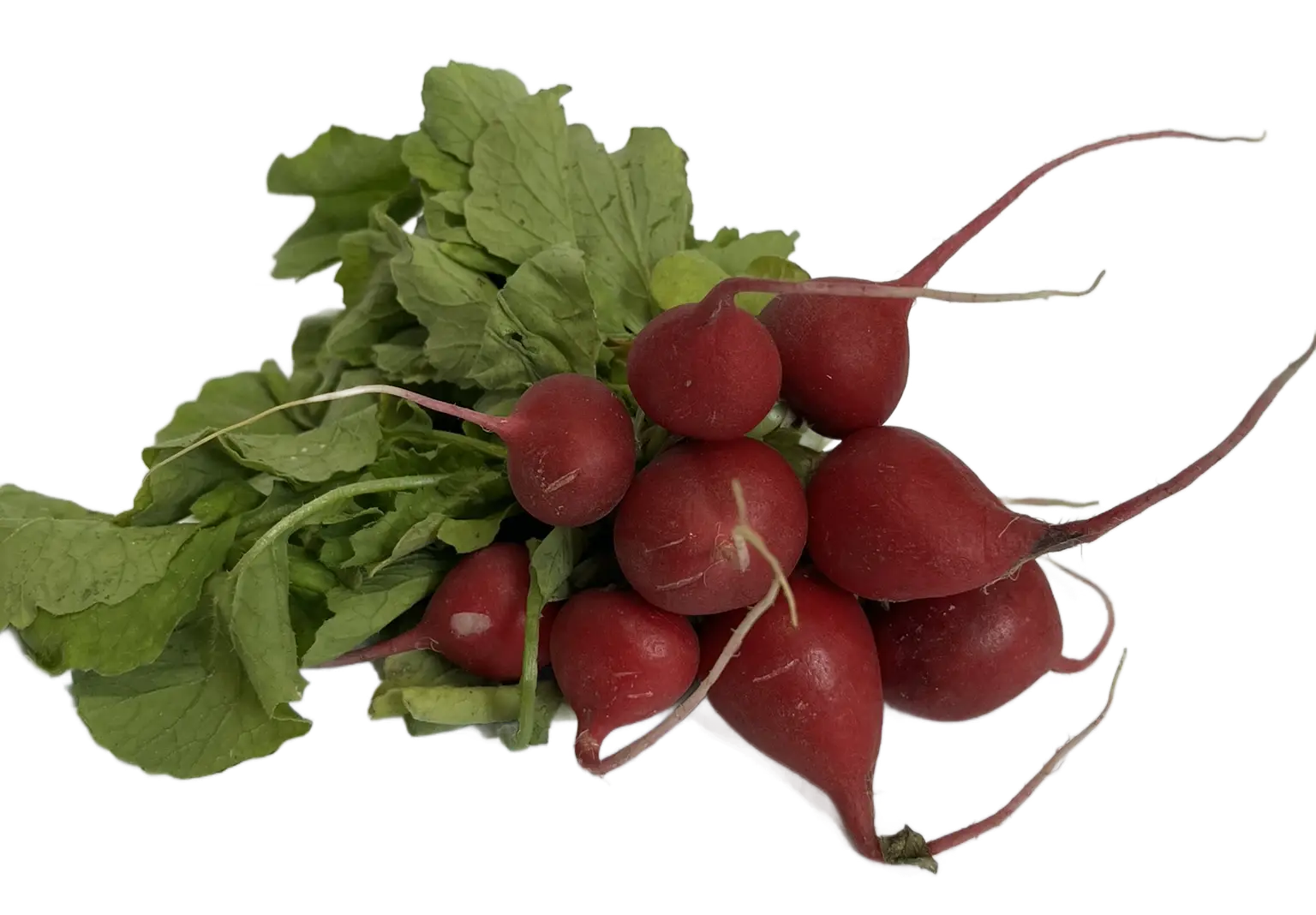 Rzodkiewka