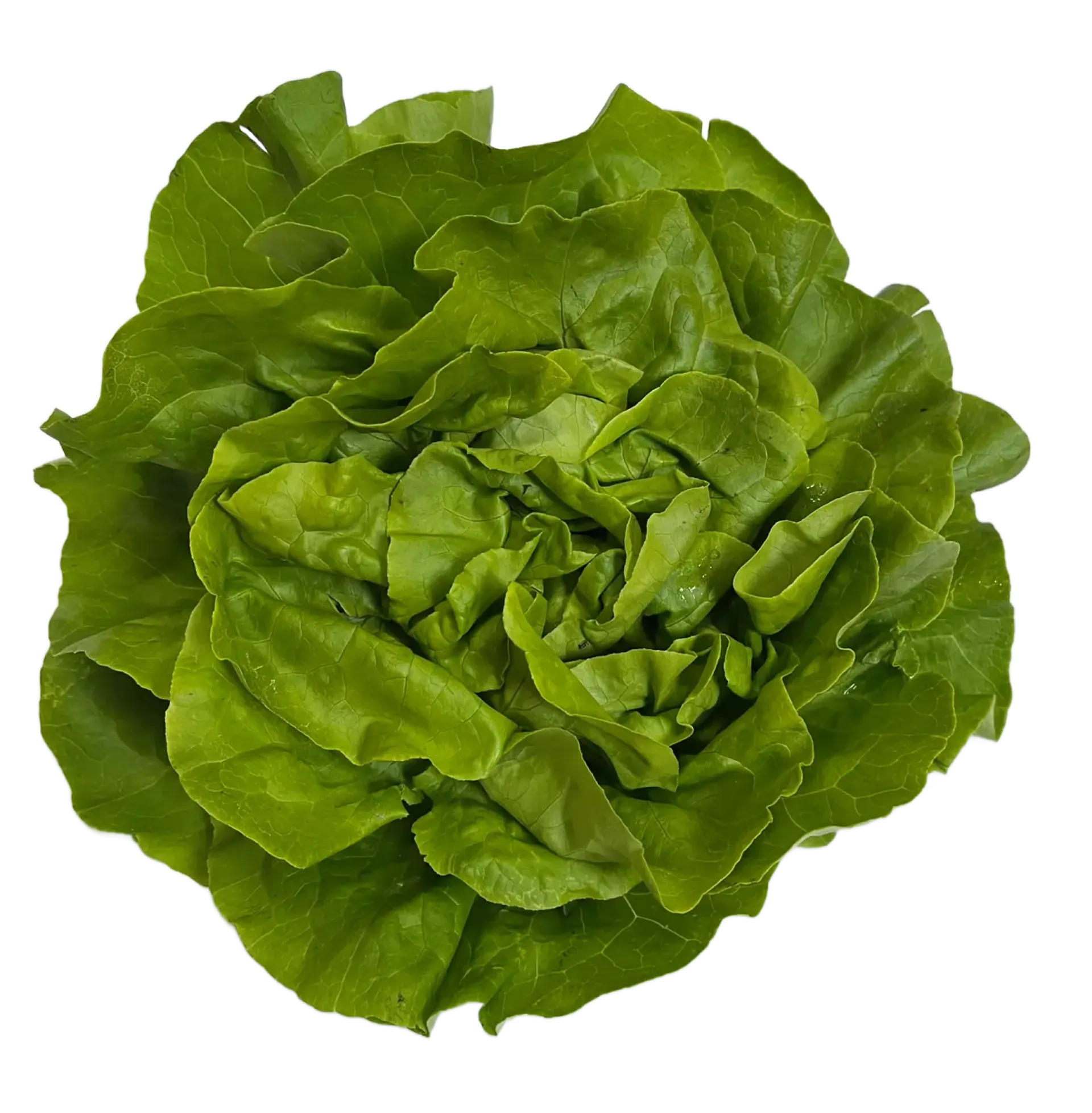 Sałata masłowa