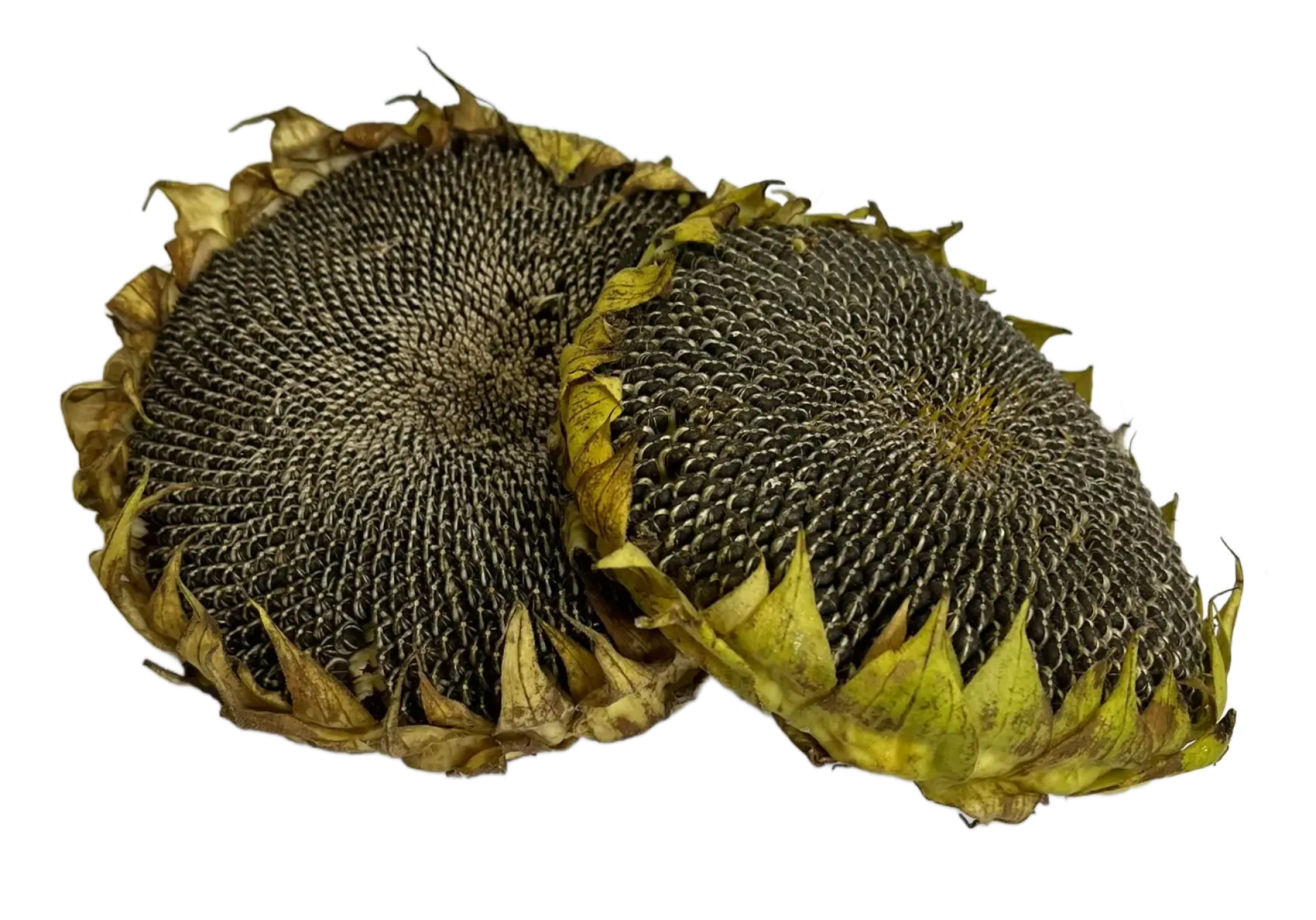 Słonecznik