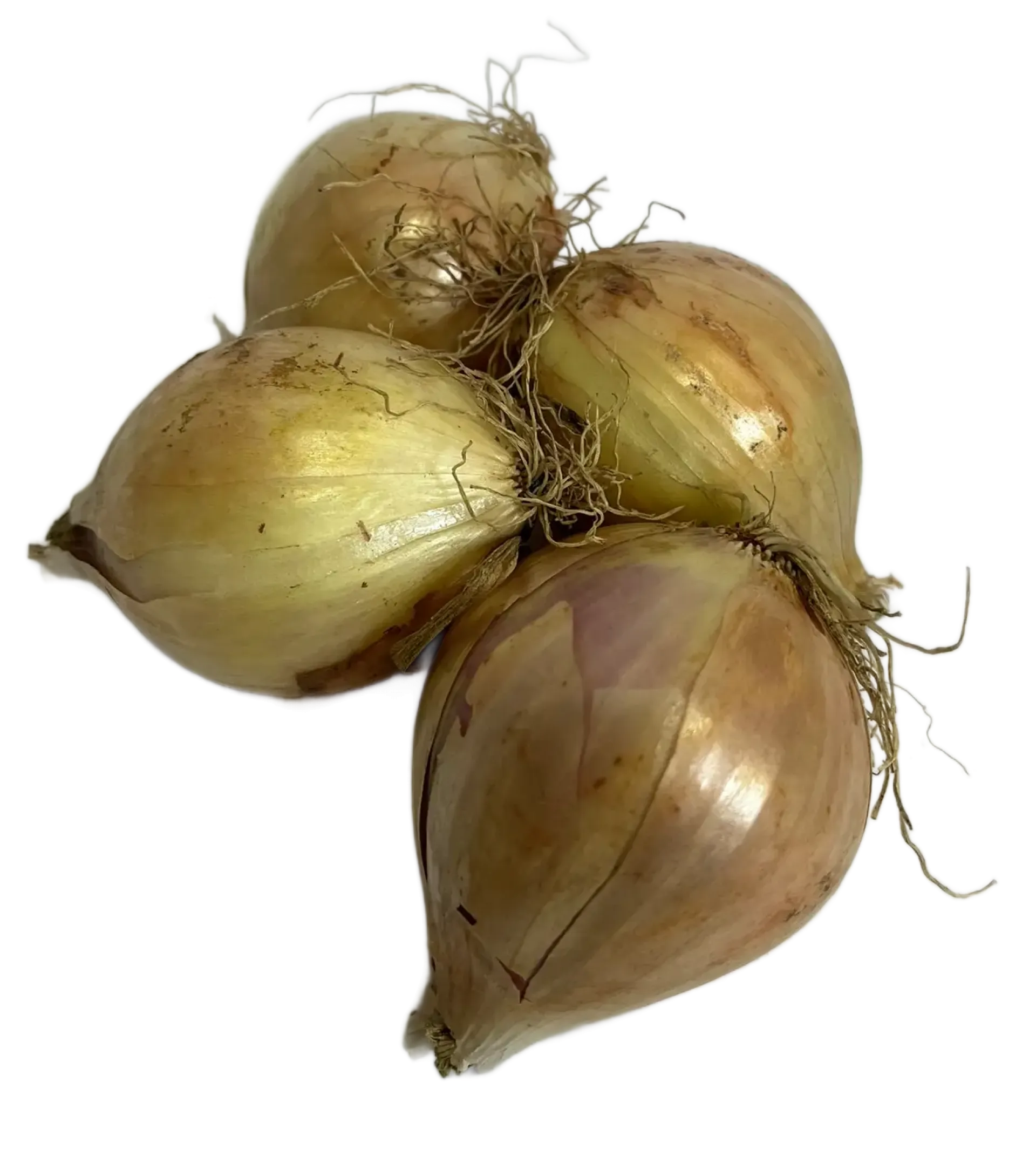 Cebula cukrowa