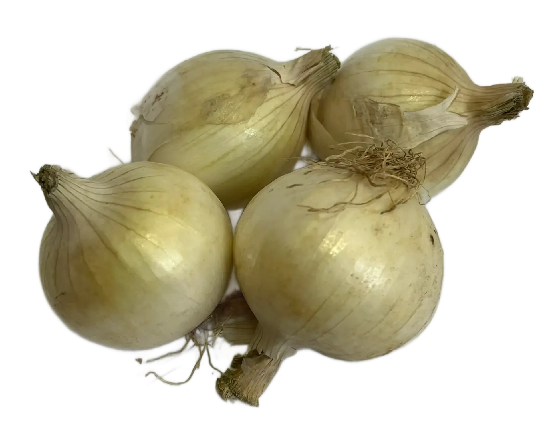 Cebula czosnkowa