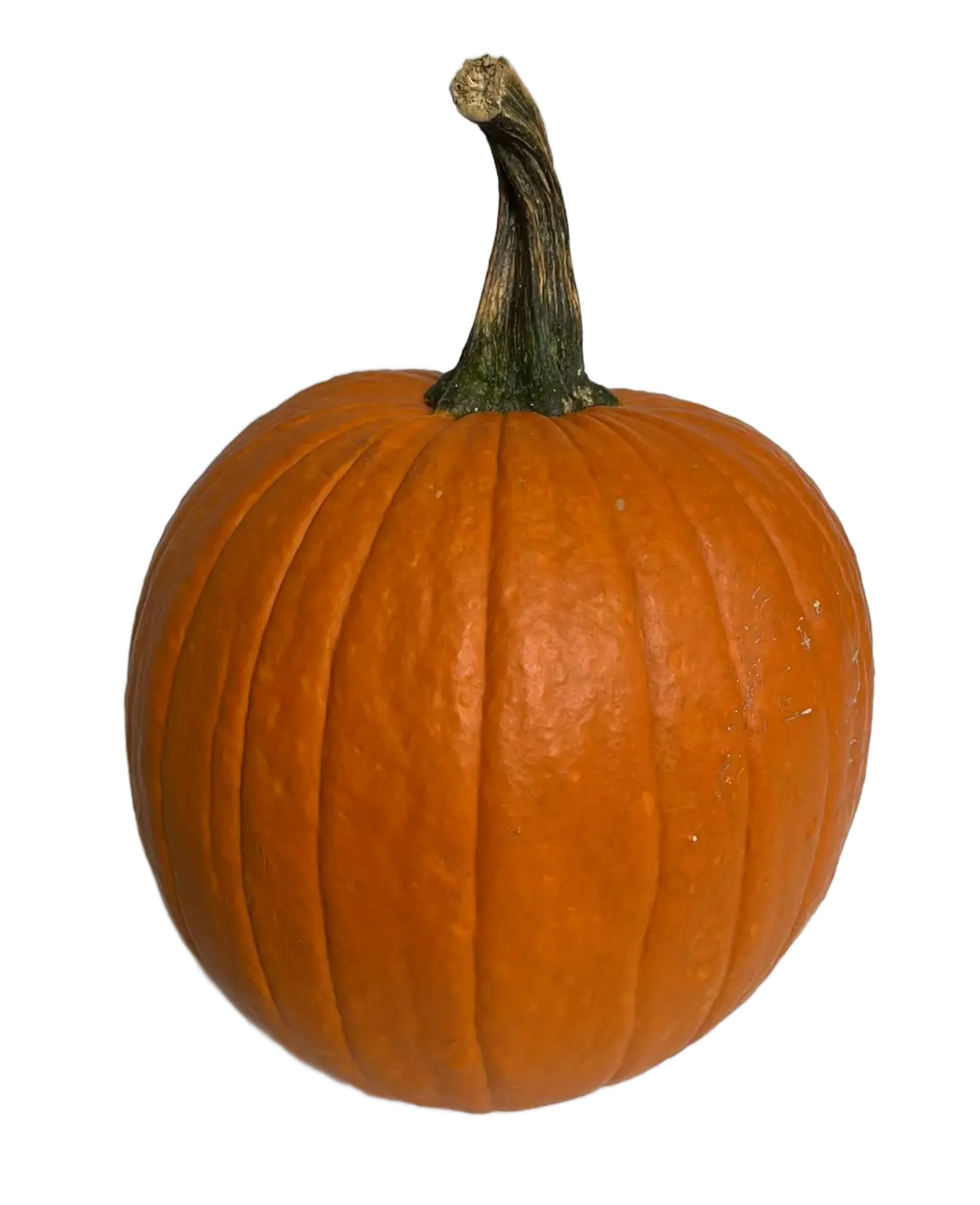 Dynia halloween