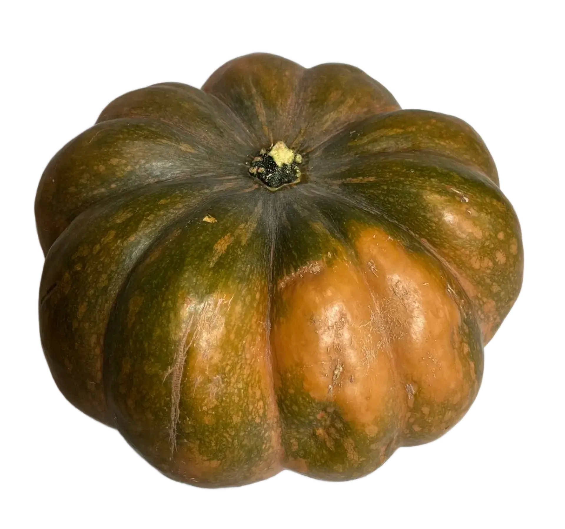 Dynia muscat