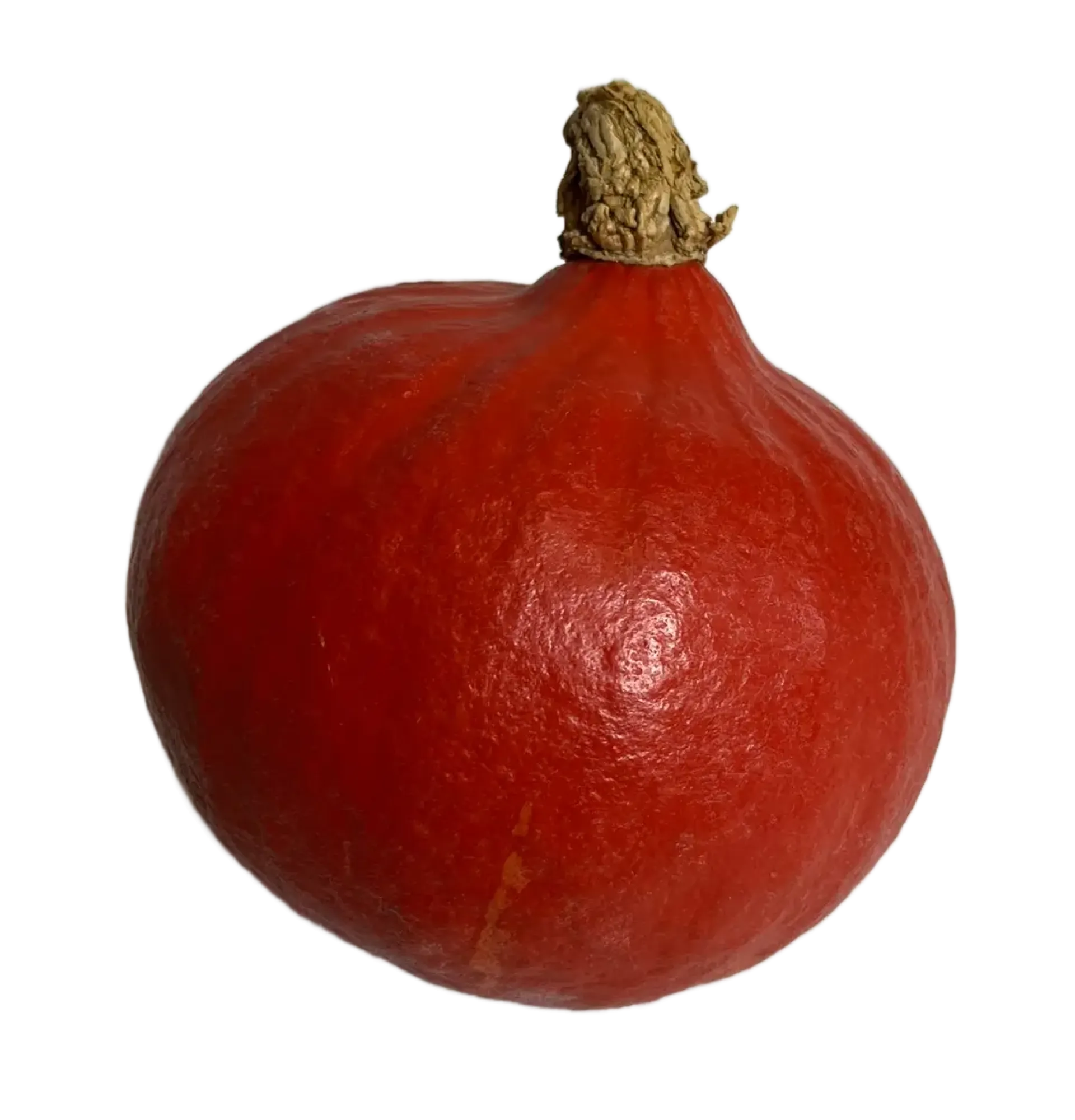 Dynia hokkaido