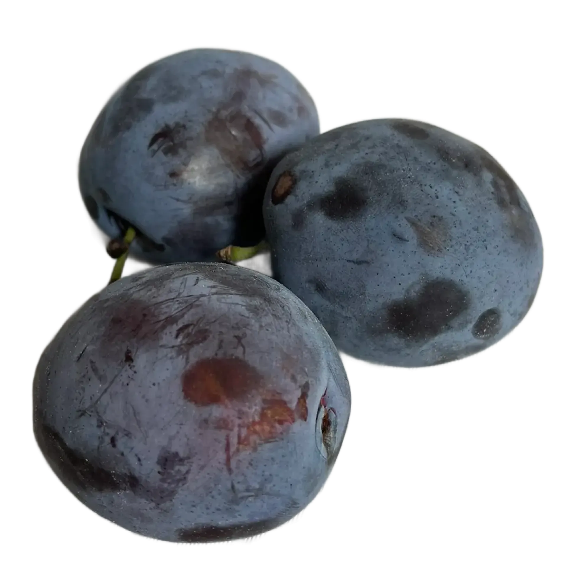 Śliwka top hit